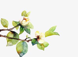 彩绘茉莉花图片素材免抠