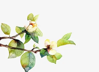 彩绘茉莉花图片素材免抠