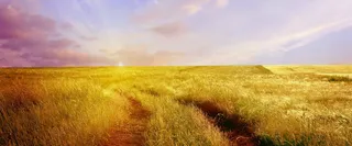 秋天唯美田野背景高清