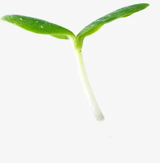 豆芽免抠动植物植物元素