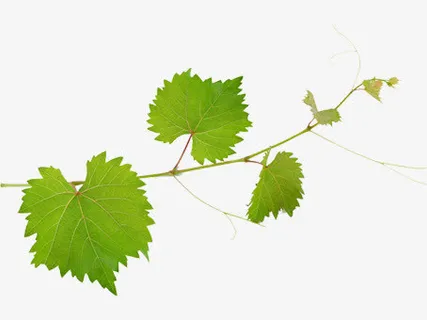 葡萄藤免抠