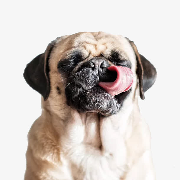 可爱八哥犬PNG免抠