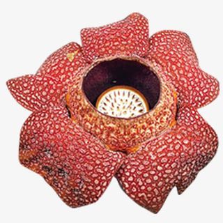 一朵霸王花免抠