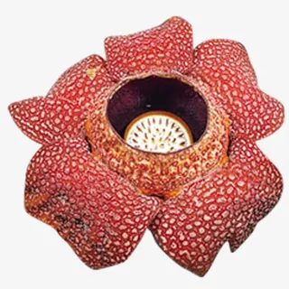 一朵霸王花免抠