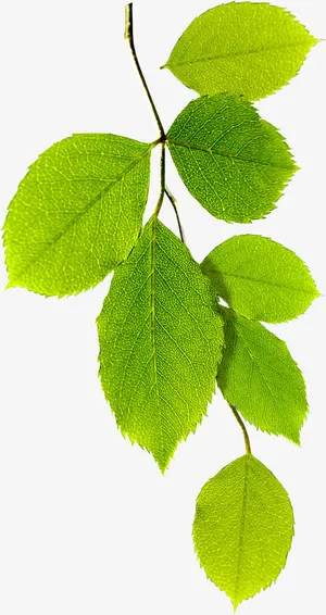 春天绿色风景树叶纹理免抠