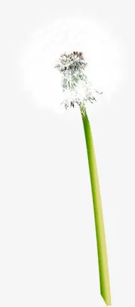 春天白色蒲公英花朵免抠