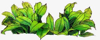 手绘水彩绿色荷叶主页免抠