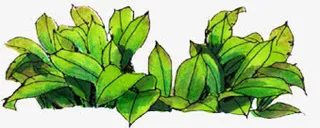 手绘水彩绿色荷叶主页免抠