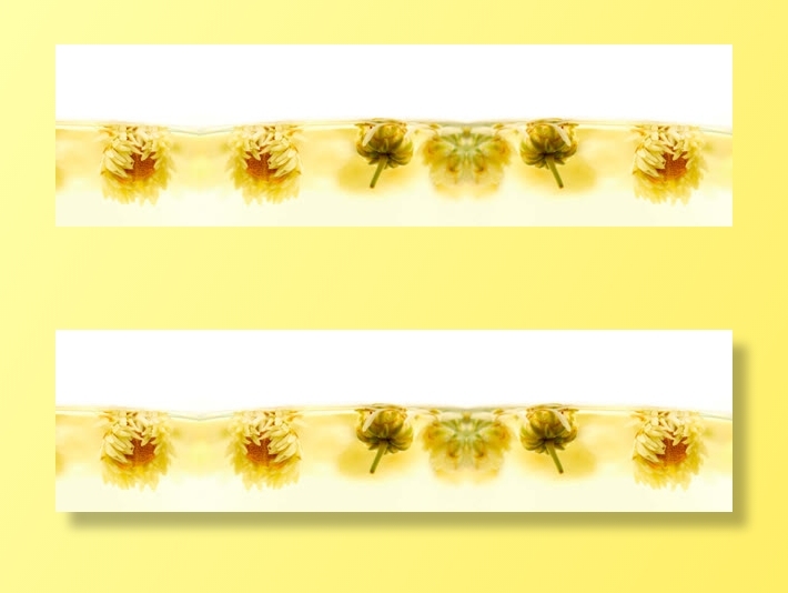 菊花花茶背景banner免抠