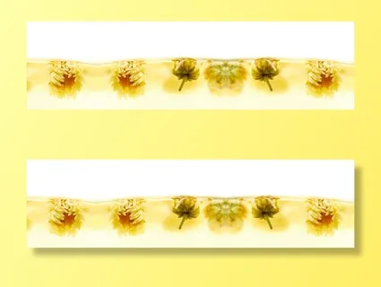 菊花花茶背景banner免抠