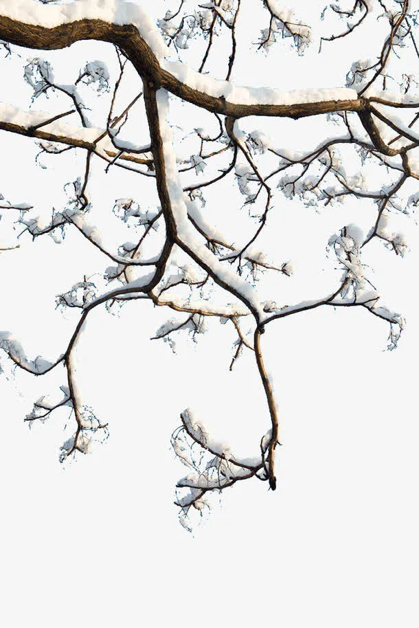 积雪树枝免抠