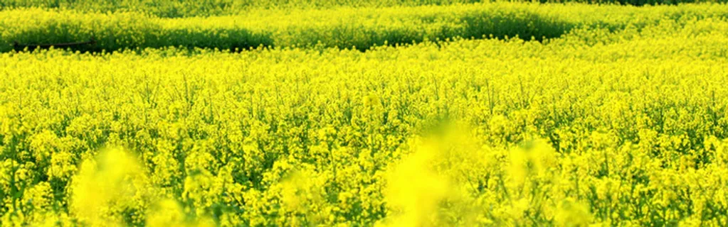 油菜花花田高清