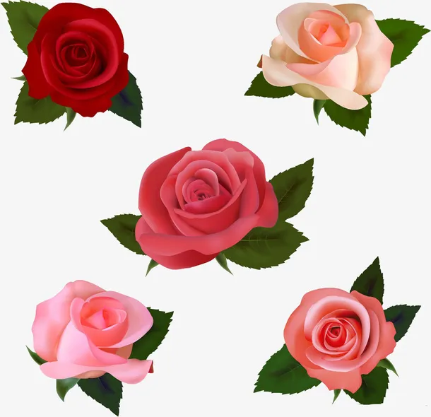 绿叶上的玫瑰花免抠