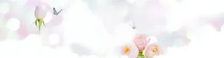 玫瑰花banner背景图