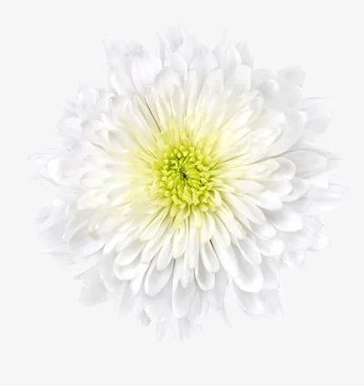 一朵盛开的白色菊花免抠