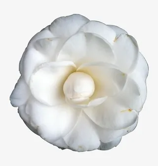 含苞待放的白茶花免抠