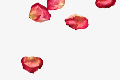 粉色干花瓣免抠