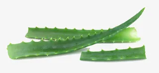 绿色芦荟叶免抠