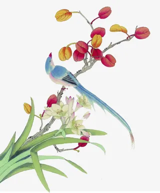 花鸟矢量素材免抠