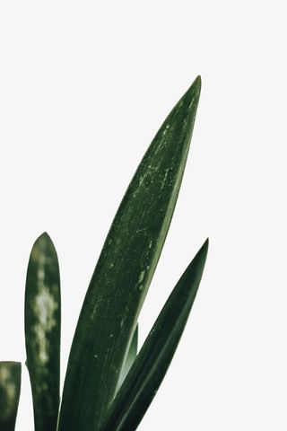 春天绿色叶子尖绿叶免抠