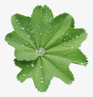 手绘鲜花花草免抠