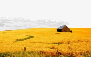 免抠素材麦田图片免抠