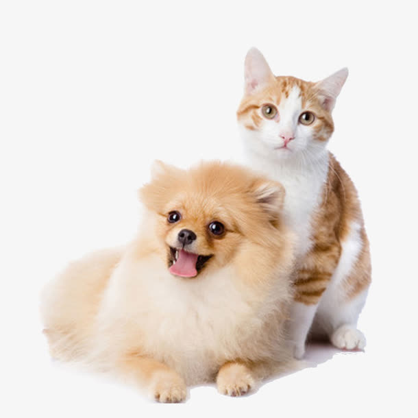 猫狗免抠动植物动物元素