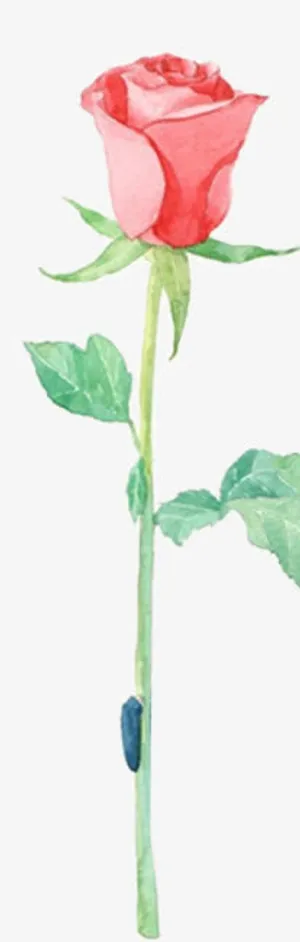 盛开的一支玫瑰花免抠