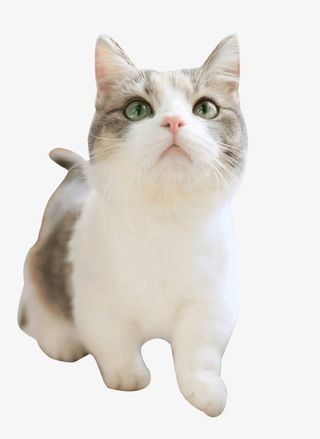 专注的喵星人免抠