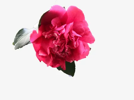 春天盛放的茶花免抠