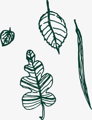 樟树叶飘飞免抠