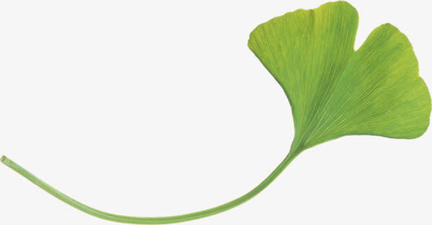 春天的绿叶绿色植物免抠