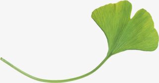 春天的绿叶绿色植物免抠