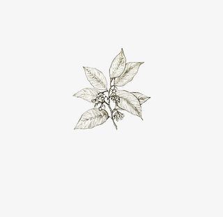 手绘的枇杷树叶免抠