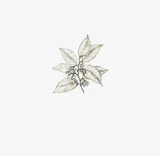 手绘的枇杷树叶免抠