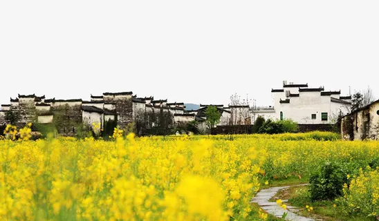 春季乡下风景黄色油菜花免抠背景摄影风景元素