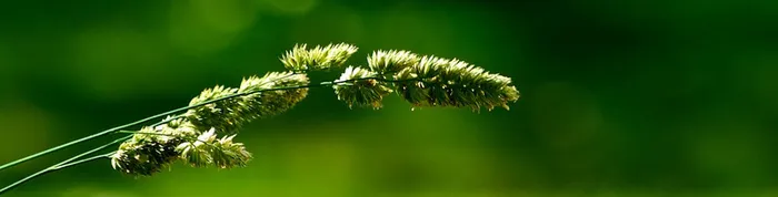 植物广告banner创意设计高清