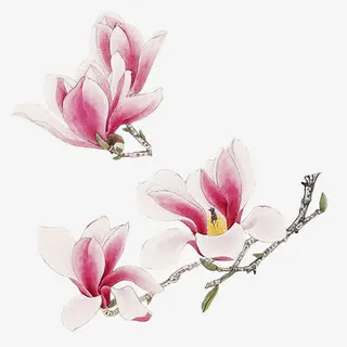 手绘古风粉色花朵树枝免抠