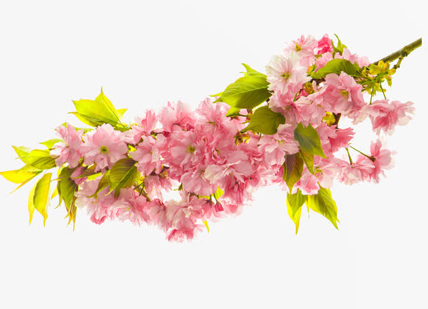 粉红色海棠花免抠