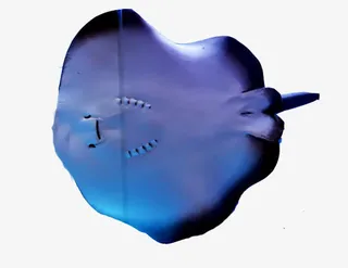 可爱的鳐鱼免抠