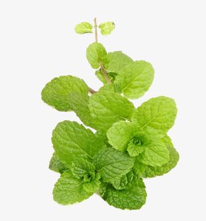 椒薄荷特写免抠