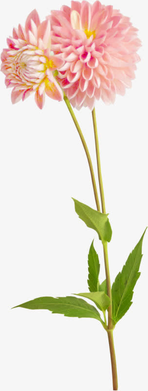花卉设计素材花草背景素材