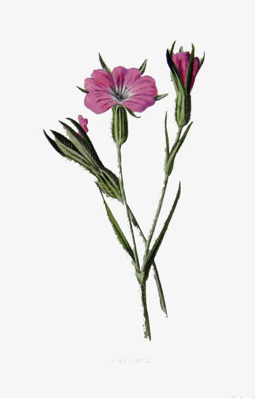 喇叭花免抠PNG图片素材免抠