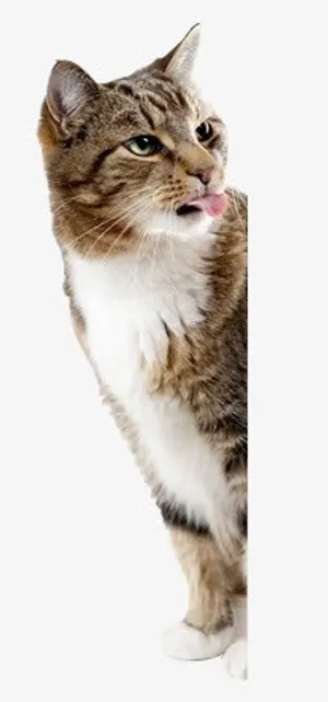 可爱的猫咪免抠