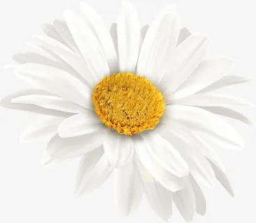 春暖花开白色向日葵免抠