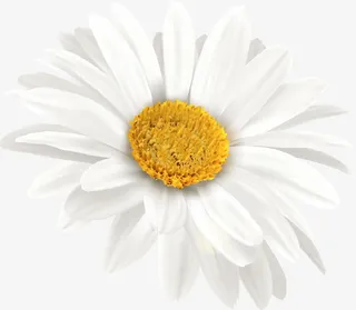 春暖花开白色向日葵免抠