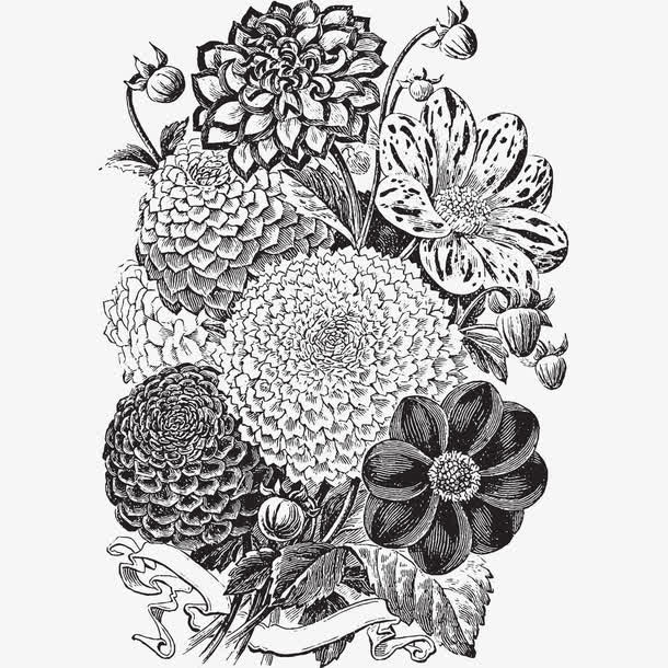 花卉黑白灰素描免抠