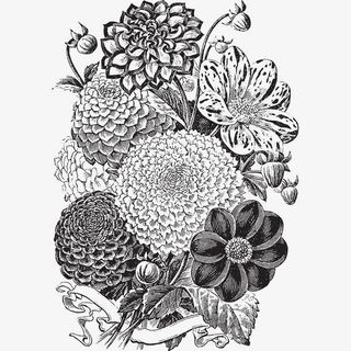 花卉黑白灰素描免抠