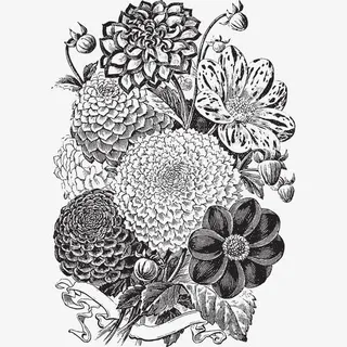 花卉黑白灰素描免抠