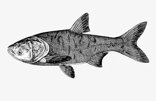 鳙鱼胖头鱼水产大型鱼类免抠